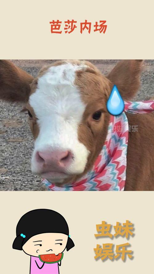 娱乐吃瓜酱小象